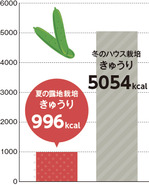 グラフ：夏の露地栽培のきゅうり996Kcal、冬のハウス栽培のきゅうり5054Kcal