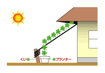 ゴーヤ の 育て 方 ネット の 張り 方